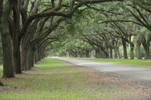 A serene, tree-lined road with lush greenery and hanging moss, creating a peaceful, shaded pathway.