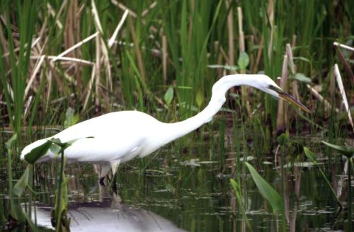 A white heron wading through shallow water surrounded by green reeds and plants.