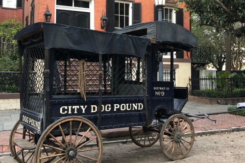 Historic dog pound cart with a black canopy, wooden wheels, and a sign reading "City Dog Pound" in a city setting.