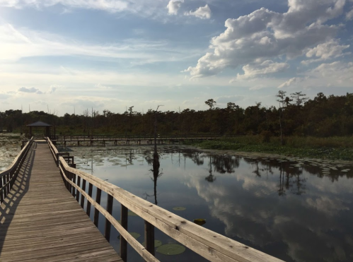 A wooden boardwalk stretches over a calm, reflective wetland under a blue sky with scattered clouds.