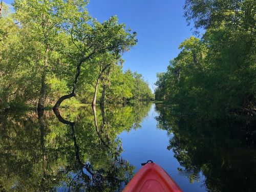 A serene river scene with lush green trees reflecting in calm water, viewed from a kayak.