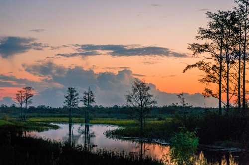 A serene wetland at sunset, with silhouetted trees and colorful clouds reflecting in the calm water.