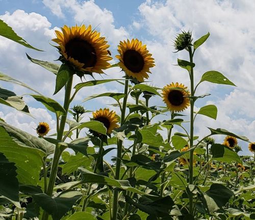 A field of tall sunflowers under a blue sky with fluffy clouds, showcasing vibrant yellow blooms and green leaves.
