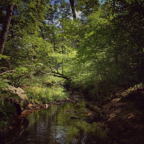 A serene forest scene with a calm stream surrounded by lush green trees and rocky banks.