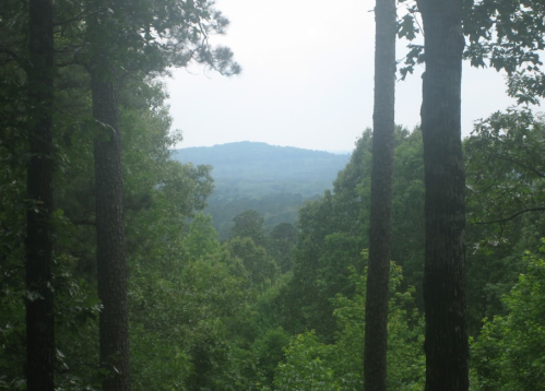 A serene view of a green forest with tall trees, overlooking a distant, misty mountain landscape.