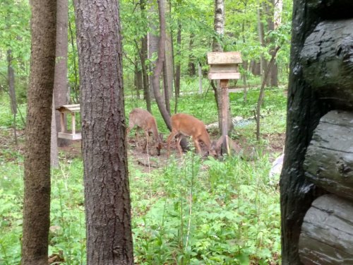 Two deer foraging in a lush green forest, with trees and a bird feeder visible in the background.