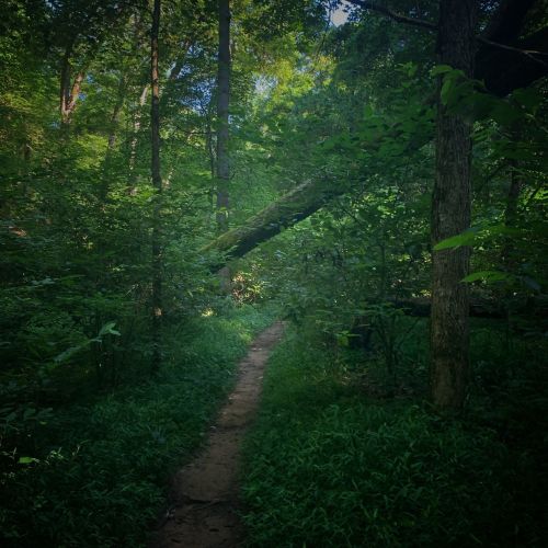 A narrow dirt path winds through a lush, green forest with tall trees and dense foliage.
