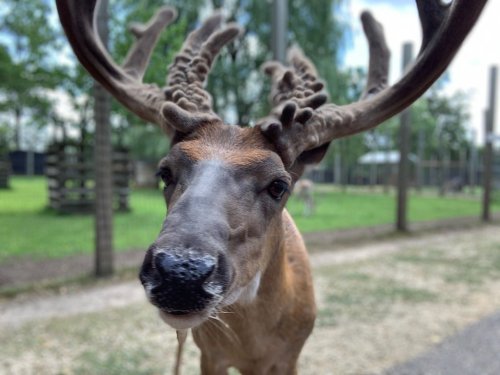 Close-up of a reindeer with antlers, looking directly at the camera in a grassy outdoor setting.