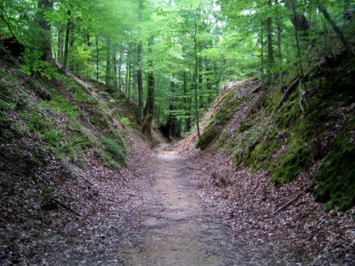 A narrow dirt path winds through a lush green forest, flanked by moss-covered earth and fallen leaves.