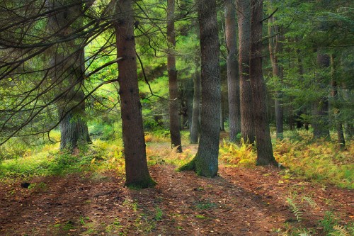 A serene forest scene with tall trees, dappled sunlight, and ferns covering the forest floor.
