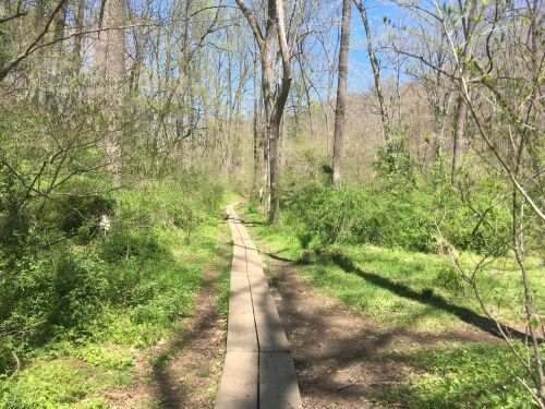 A wooden path winds through a lush green forest under a clear blue sky.