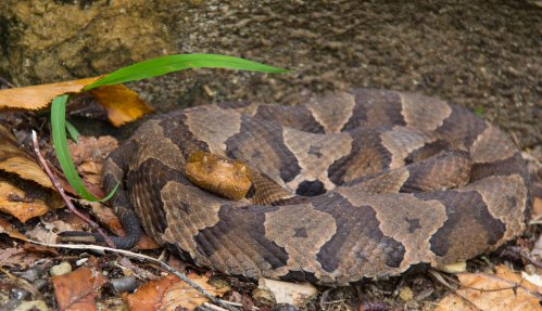 A coiled brown snake resting on the ground among leaves and grass, blending into its natural environment.