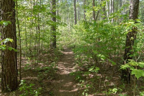 A narrow dirt path winds through a lush green forest, surrounded by tall trees and vibrant foliage.