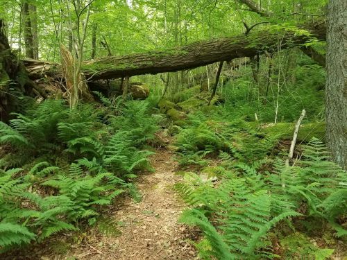 A lush forest scene with ferns lining a dirt path, featuring a fallen tree and dense greenery in the background.