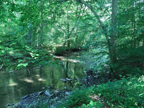 A serene forest scene with a gently flowing creek surrounded by lush green trees and foliage.