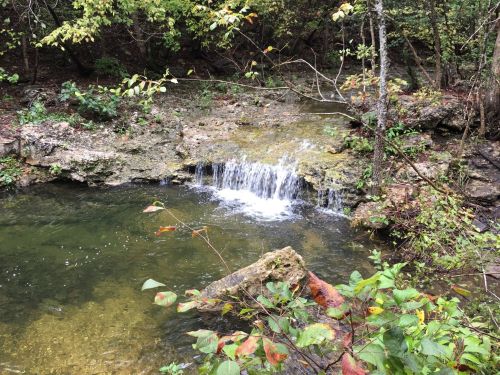 A serene forest scene featuring a small waterfall cascading into a clear pool, surrounded by lush greenery.