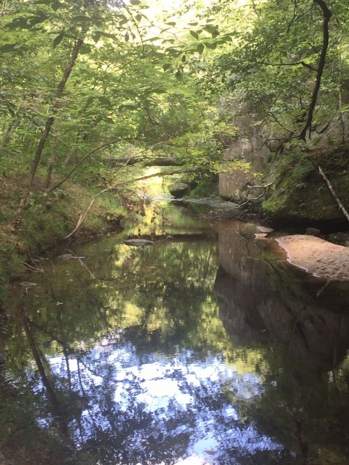 A serene forest scene with a calm stream reflecting trees and rocks, surrounded by lush greenery.