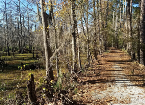 A serene forest path lined with trees, fallen leaves, and dappled sunlight filtering through the branches.