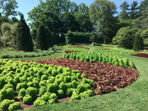A vibrant garden featuring lush green and red lettuce plants arranged in wavy patterns among trees and shrubs.