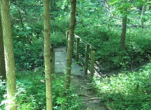 A wooden bridge over a small creek, surrounded by lush green trees and foliage in a forested area.