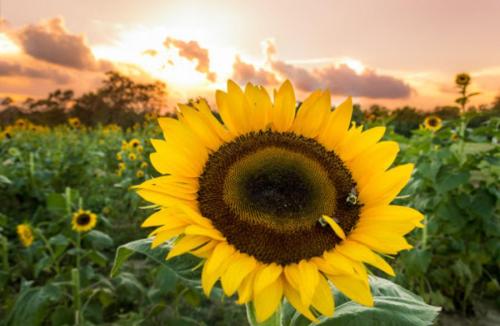A close-up of a vibrant sunflower against a sunset, surrounded by a field of sunflowers.
