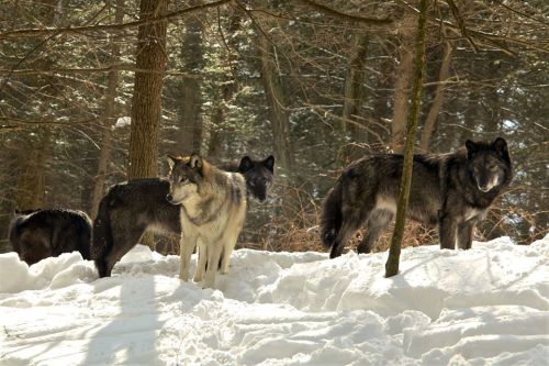 A group of wolves stands in a snowy forest, surrounded by trees and underbrush.