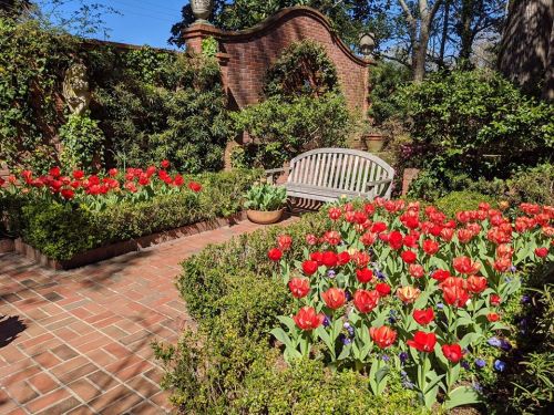 A peaceful garden with vibrant red tulips, lush greenery, and a wooden bench surrounded by brick pathways.
