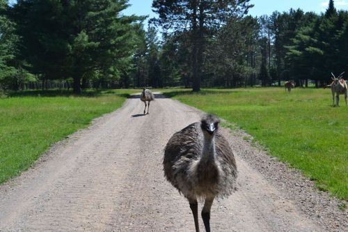 An emu walks down a dirt road, with trees and other animals visible in the background.