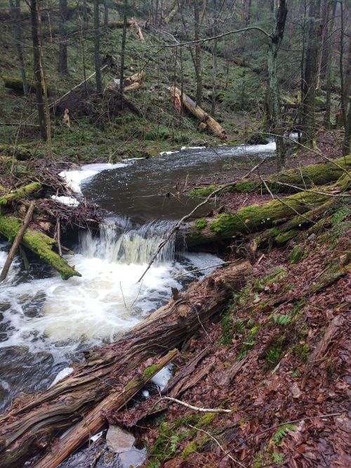 A serene forest scene featuring a small waterfall flowing over moss-covered logs and rocks, surrounded by lush greenery.