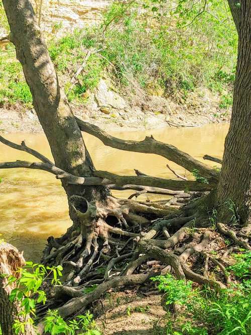 A serene riverbank scene featuring trees with exposed roots and lush greenery along the water's edge.