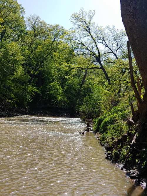 A serene river flows through a lush green forest on a sunny day, with sparkling water and trees lining the banks.