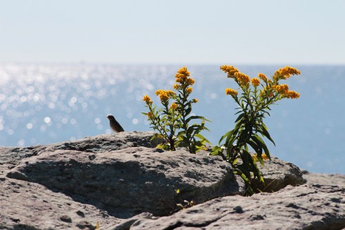 A small bird perched on a rock near vibrant yellow flowers, with a shimmering ocean in the background.