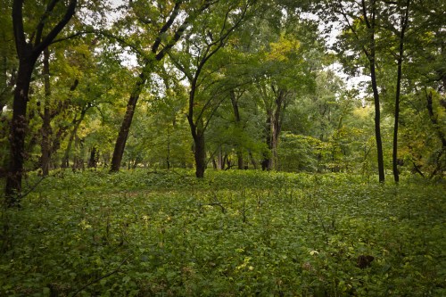 Lush green forest with tall trees and dense undergrowth, creating a serene and natural atmosphere.