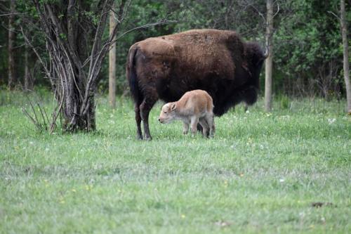 A bison and its calf grazing in a grassy area surrounded by trees.