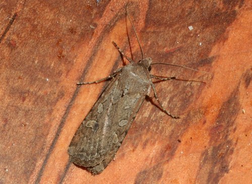 A brown moth resting on a wooden surface, showcasing its textured wings and long antennae.