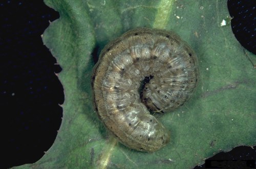 Close-up of a curled caterpillar on a green leaf, showcasing its segmented body and texture.