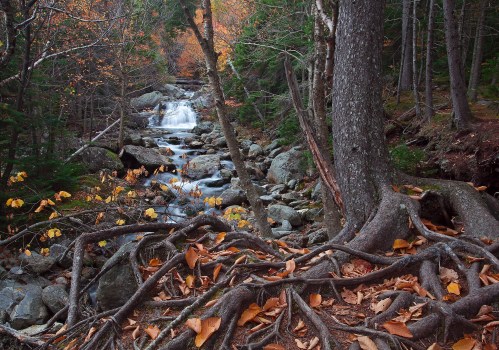A serene forest scene with a flowing stream, rocky terrain, and autumn leaves scattered among tree roots.