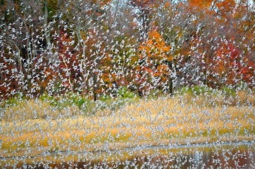A flock of birds takes flight over a colorful autumn landscape with trees and a calm water surface.