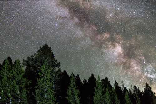 A starry night sky filled with the Milky Way, above a silhouette of tall evergreen trees.