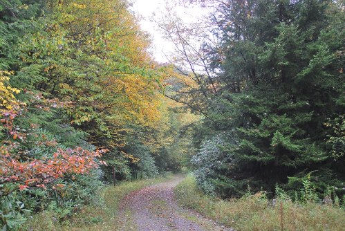 A winding gravel path through a forest with vibrant autumn foliage and lush greenery on either side.