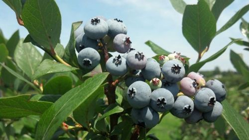 A cluster of ripe blueberries on a bush, surrounded by green leaves under a clear blue sky.