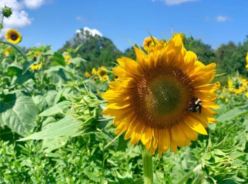 A close-up of a vibrant sunflower with a bee on it, surrounded by a field of sunflowers under a blue sky.