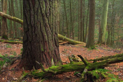 A close-up of a textured tree trunk in a dense forest, surrounded by moss-covered logs and pine needles on the ground.