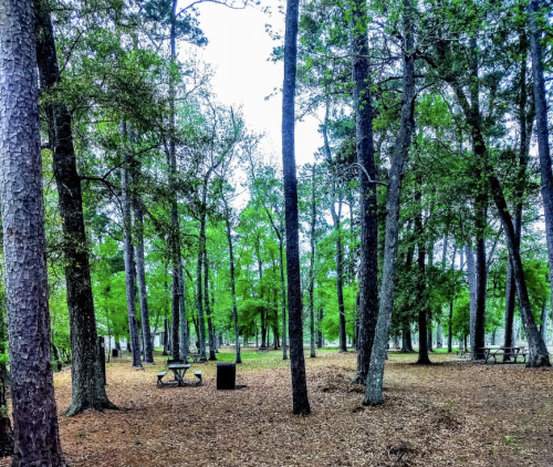 A serene park scene with tall trees, scattered picnic tables, and a carpet of leaves on the ground.