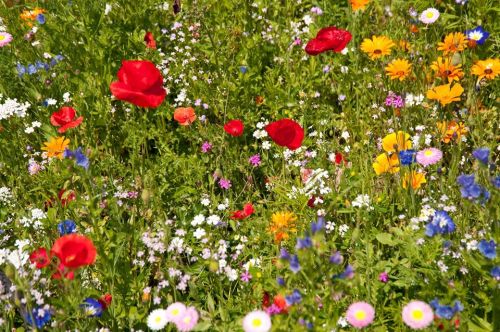 A vibrant field of wildflowers featuring red poppies, yellow daisies, and various colorful blooms amidst lush green foliage.