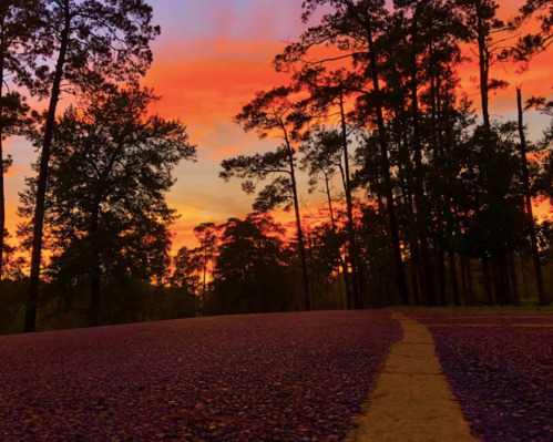 A vibrant sunset paints the sky orange and pink, silhouetting tall trees along a quiet road.