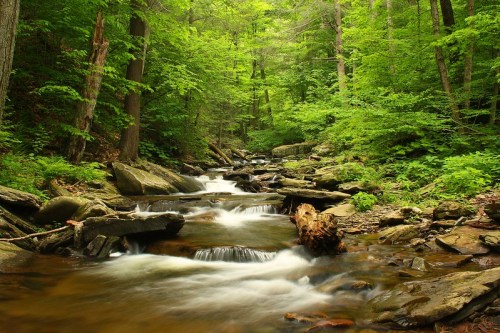 A serene forest scene featuring a flowing creek surrounded by lush green trees and rocky banks.