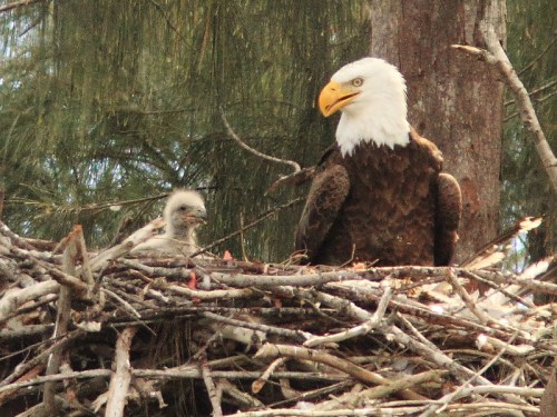 A bald eagle and its chick perched in a nest made of twigs, surrounded by trees.
