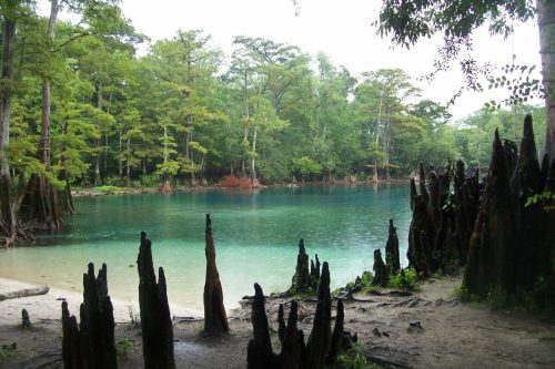 A serene lake surrounded by lush greenery and cypress trees, with dark, stumpy roots emerging from the water's edge.
