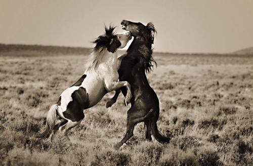 Two horses rearing up and playfully fighting in a grassy field, captured in a dramatic black-and-white style.